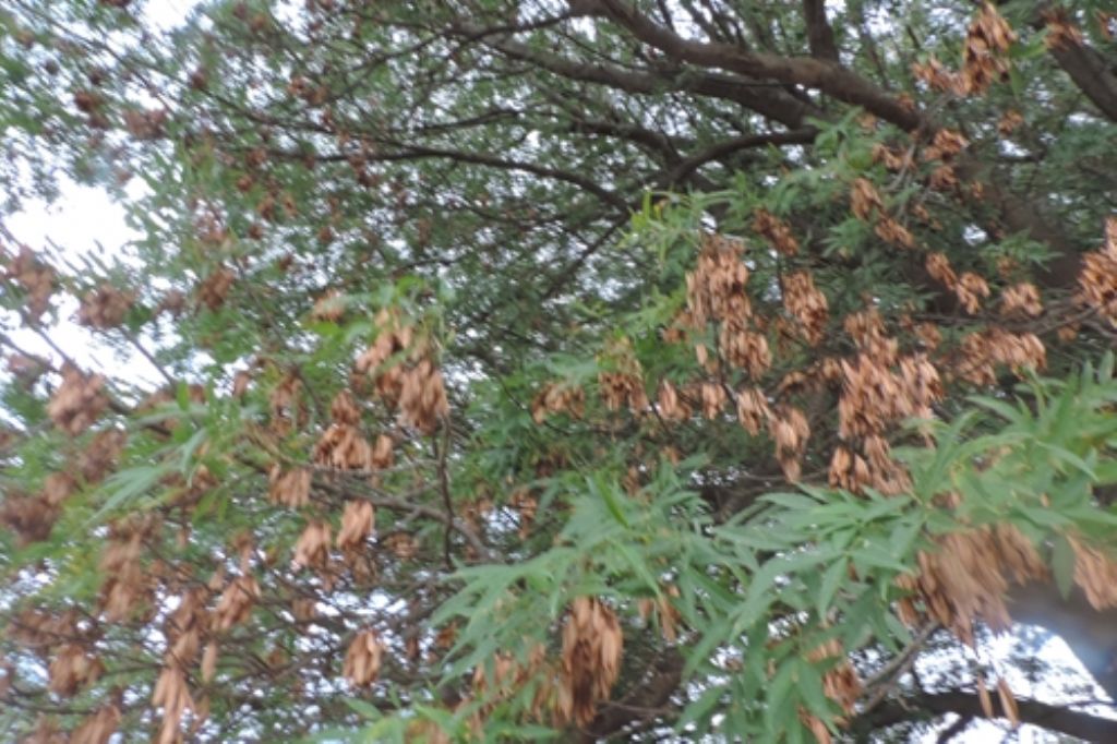 Ancona, alberi da identificare